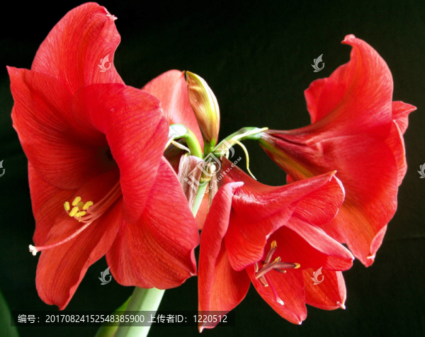 ritterstern,-朱頂紅