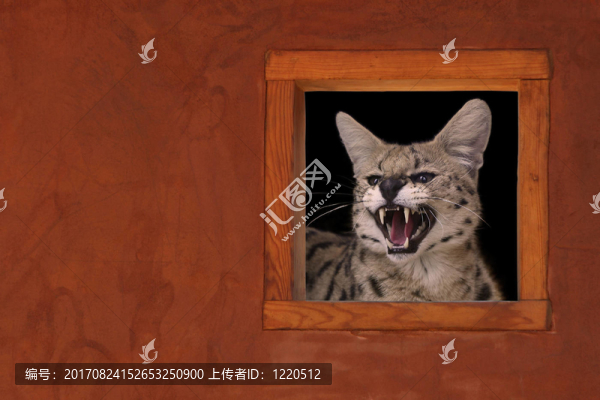 哺乳動物
