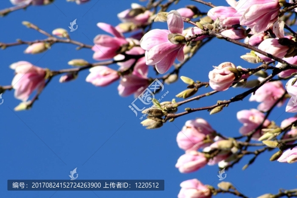 樹
