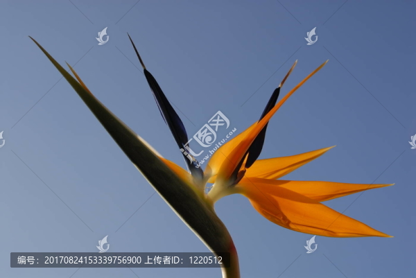 藍(lán)色