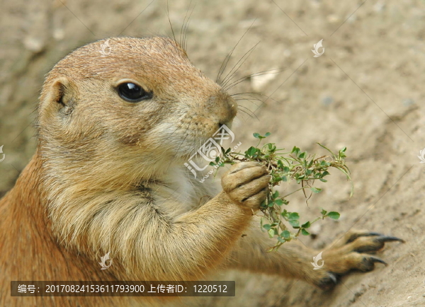哺乳動物