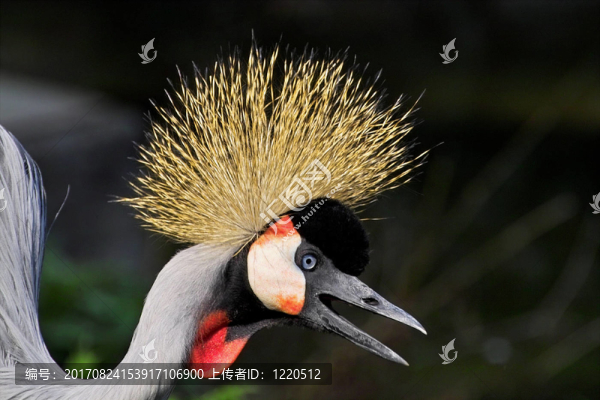 鳥眼