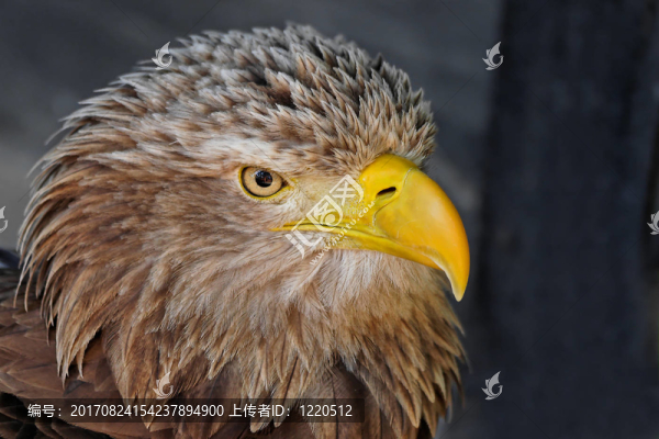 鳥眼