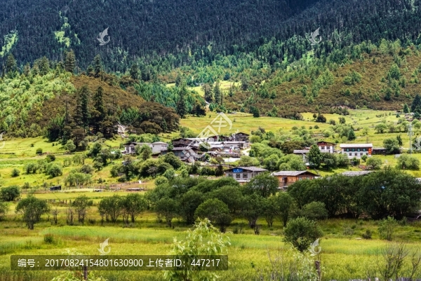 魯朗山地草甸風(fēng)光