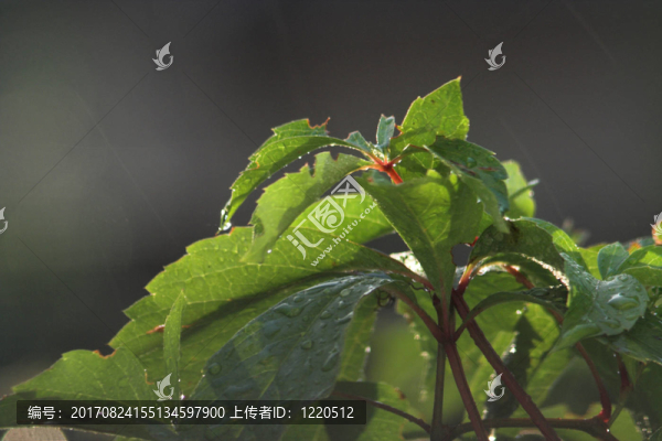 葉綠色