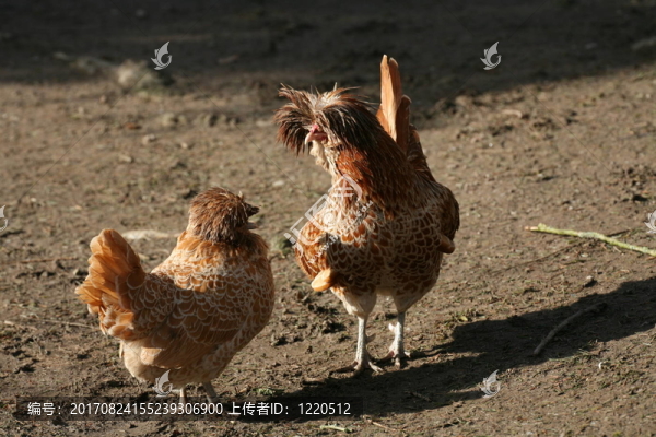 鳥