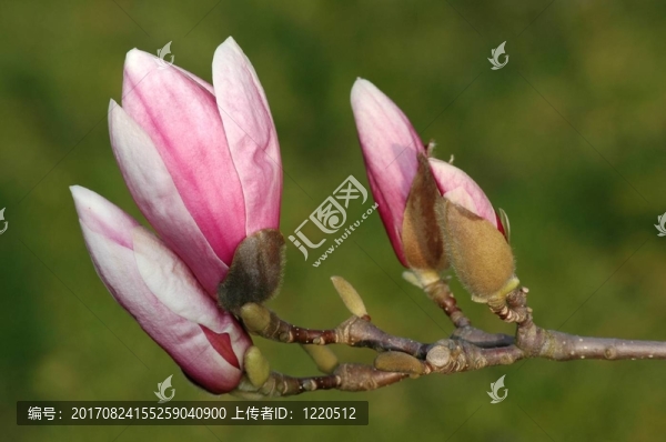 玉蘭II。