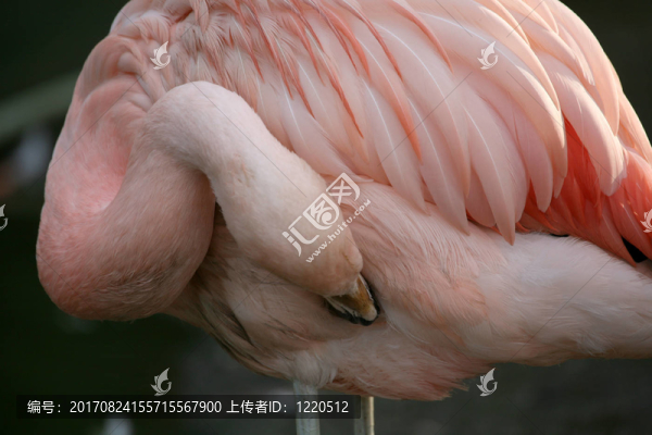 美麗的