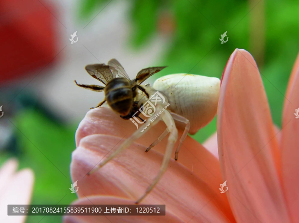 植物獵人