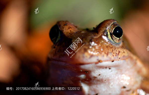 青蛙
