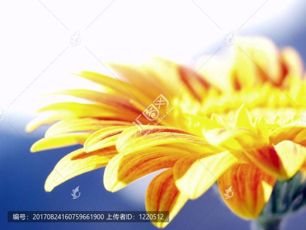 非洲菊的攻擊