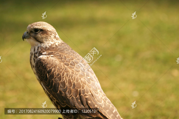 獵隼