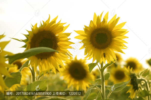 向日葵