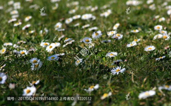 花的草地