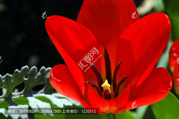 春天開花