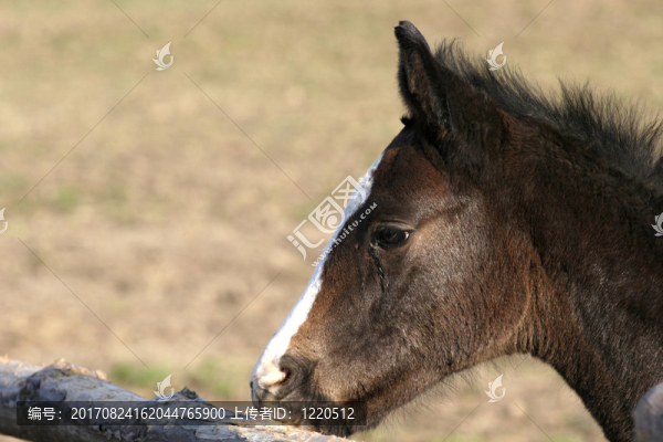 小馬駒