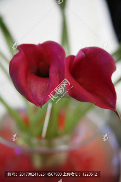 calla,1