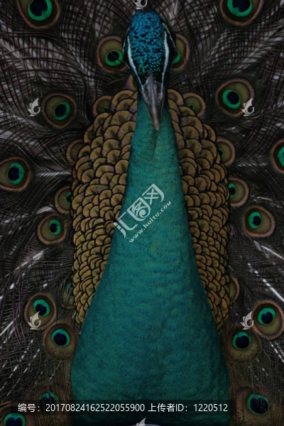 藍鳥