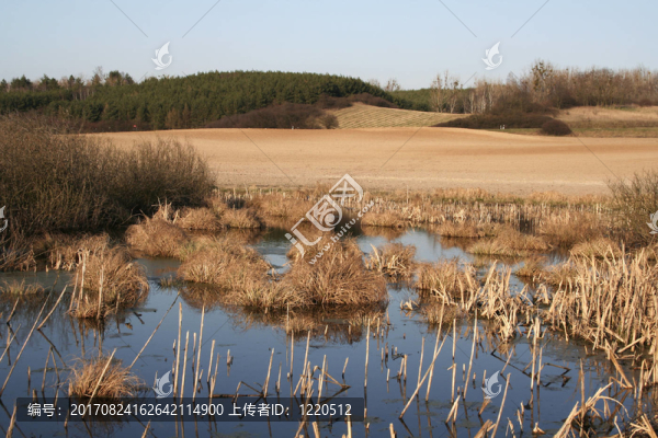 在Schorfheide