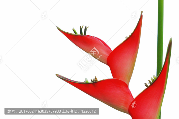 蝎尾蕉