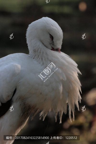 鳥