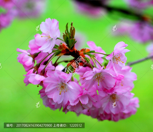 櫻花