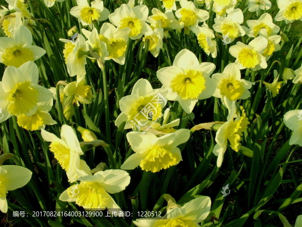 水仙花