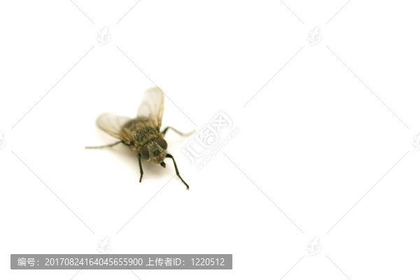 食物
