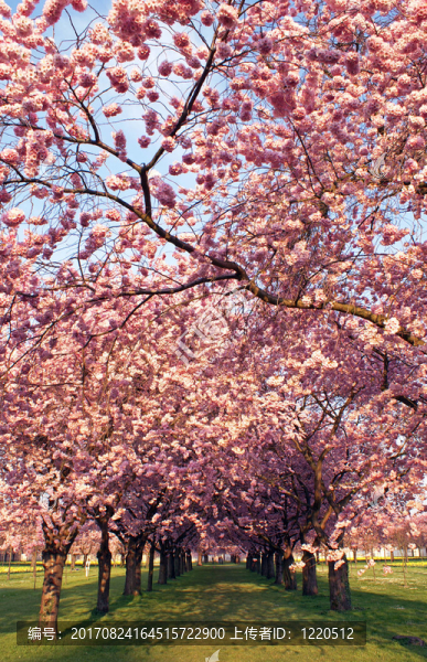 櫻花的天空Allee