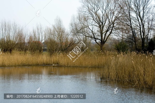 樹