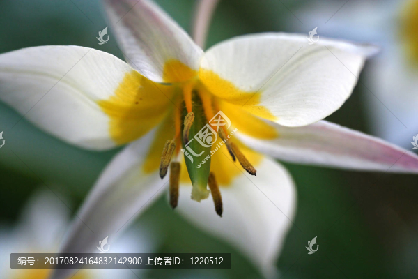 花卉