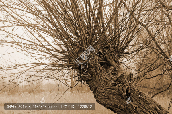顏色
