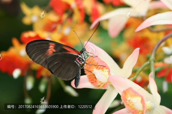 小快遞（Heliconius,ERATO）