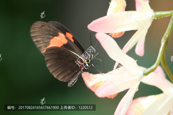 小信使（Heliconius,ERATO）