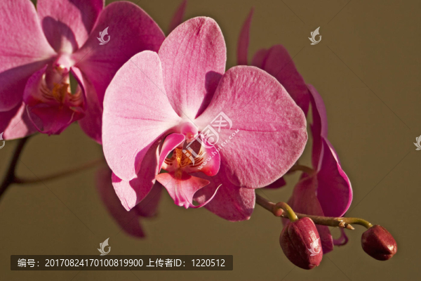 蘭花