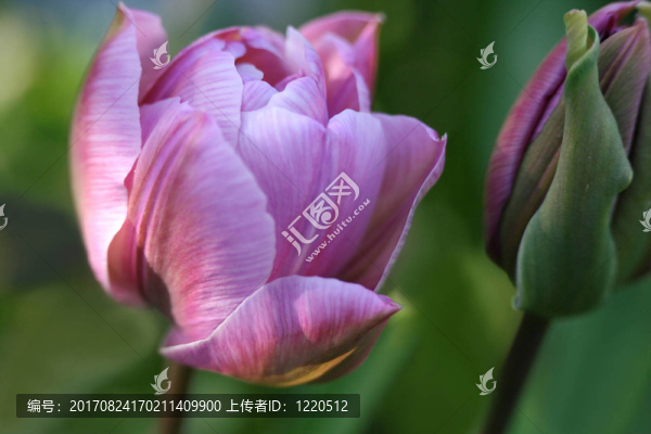 粉紅色的郁金香