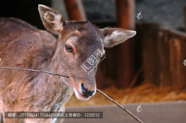 動物