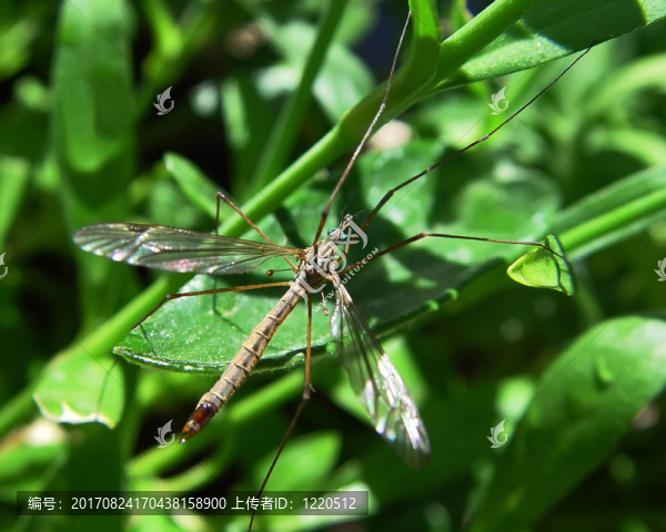 crane,fly,-,nephrotoma,quadrifaria