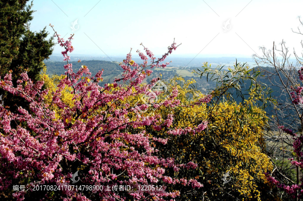 山
