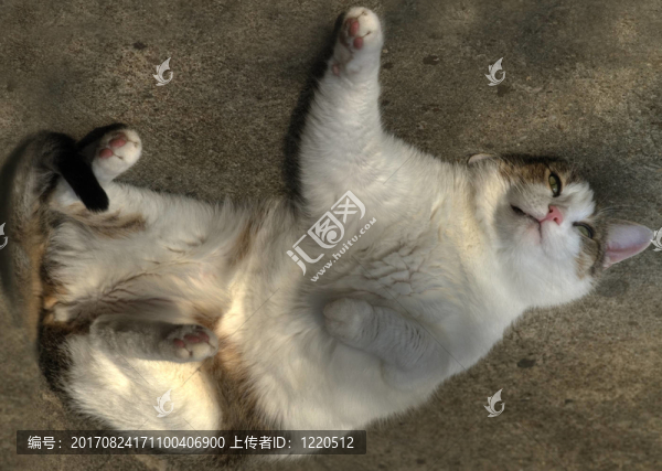 寵物
