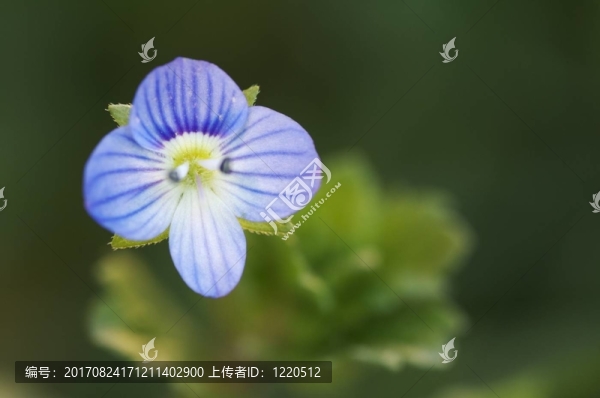 藍(lán)色