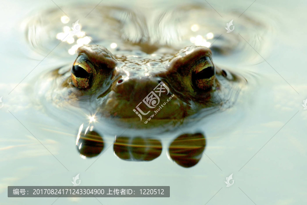 觀察者