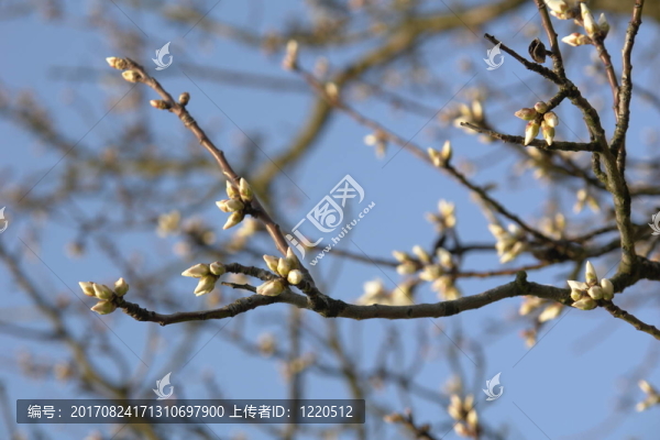 春之覺醒