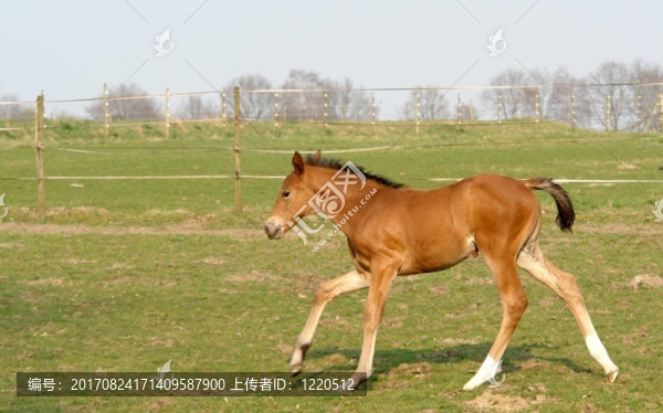 馬
