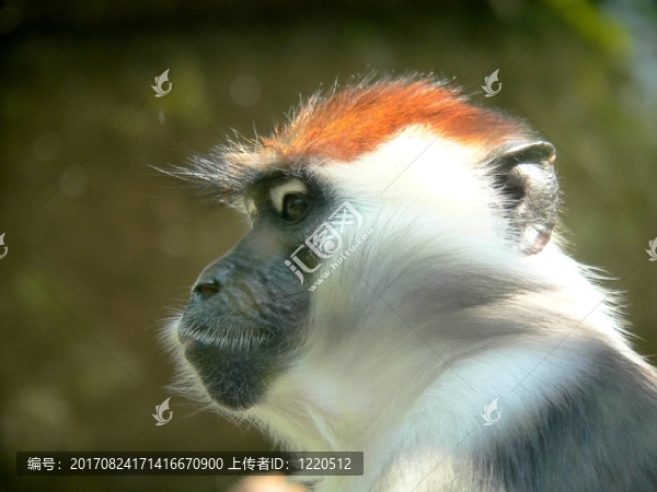 靈長類動物