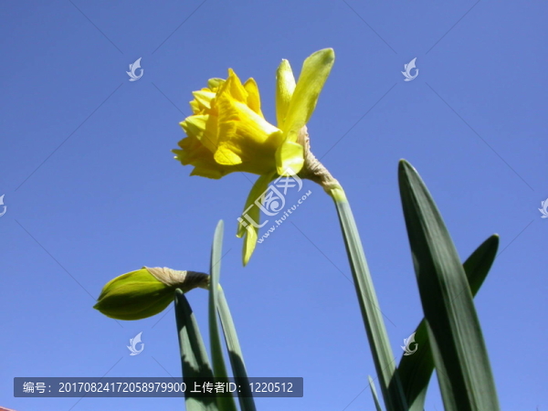 巨大的水仙花