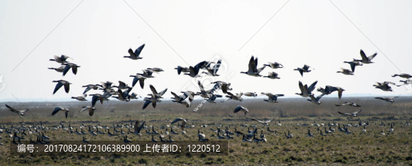 藤壺鵝