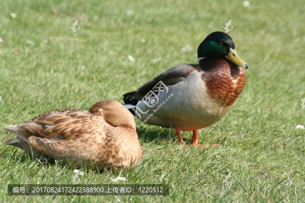 公園里的鴨子
