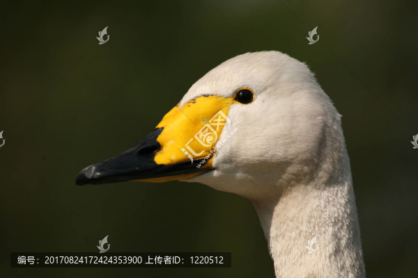 大天鵝