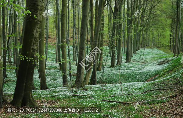 BLütenteppich